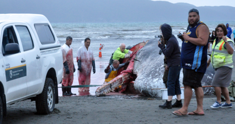 Whale on Paraparaumu Beach being butchered by iwi
